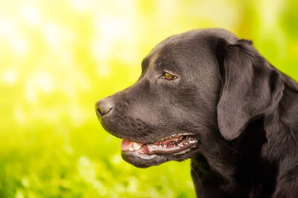 Labrador Retriever Hund Bakgrund Grönt Gräs Solig Dag Labrador Valp — Stockfoto