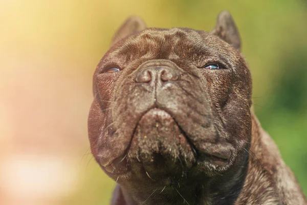 Portretul Unui Câine Companie Franceză Buldog Negru Brindle — Fotografie, imagine de stoc