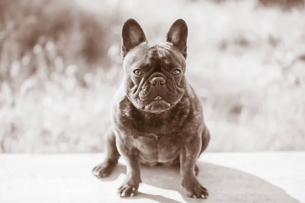 Portretul Unui Câine Tânăr Buldog Negru Francez Culoare Brindle Stă — Fotografie, imagine de stoc