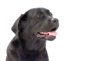 Köpek portreyi izole etti. Beyaz arka planda siyah labrador Retriever Junior..