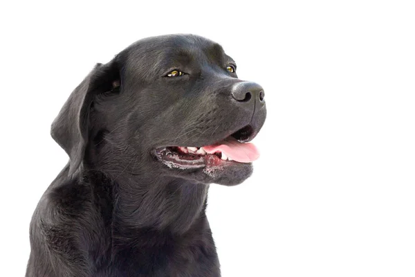 Portret Izolat Câine Labrador Negru Retriever Junior Fundal Alb — Fotografie, imagine de stoc