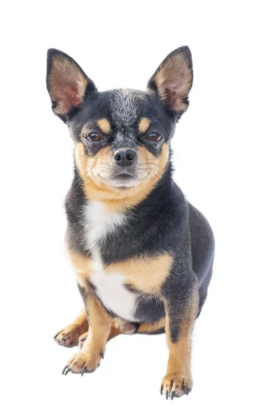 Retrato Chihuahua Tricolor Cão Adulto Isolado Branco Pet Fundo Branco — Fotografia de Stock