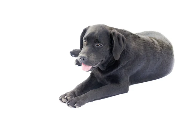 Νεαρός Μαύρος Σκύλος Απομονώνεται Λαμπραντόρ Retriever Κουτάβι Βρίσκεται Ένα Λευκό — Φωτογραφία Αρχείου