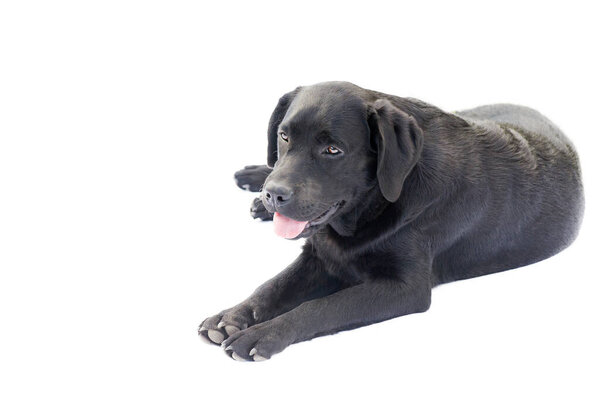 Young black dog isolate. Labrador retriever puppy lies on a white background.