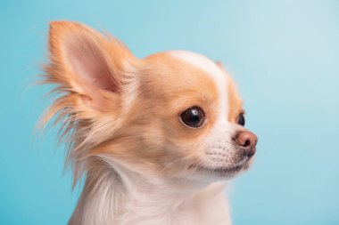 Mavi arka planda mini bir köpek. Chihuahua cinsinin köpeği kırmızı renkli beyaz renktedir..