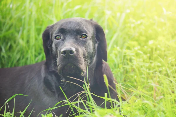 Porträtt Hund Solskenet Svart Labrador Grönt Gräs — Stockfoto