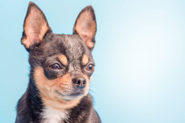 Mavi arka planda mini bir köpek. Chihuahua cinsinin köpeği beyaz, siyah ve kırmızıdır..