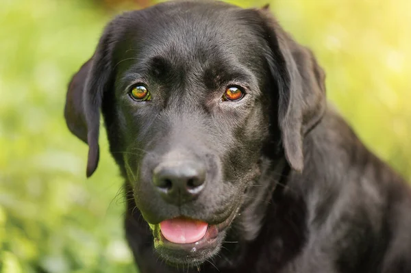 Πορτραίτο Σκύλου Στη Λιακάδα Μαύρο Λαμπραντόρ Πράσινο Γρασίδι — Φωτογραφία Αρχείου