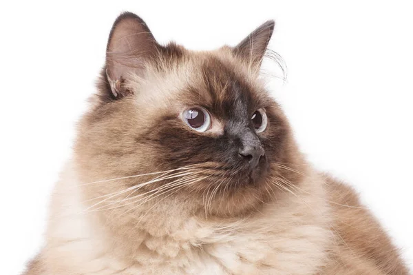 stock image A cat of the Neva masquerade color point breed is young on a white background. Portrait of a cat.