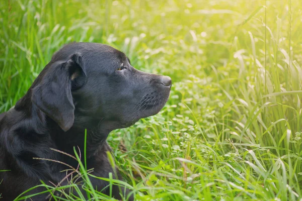 Porträtt Hund Solskenet Svart Labrador Grönt Gräs — Stockfoto