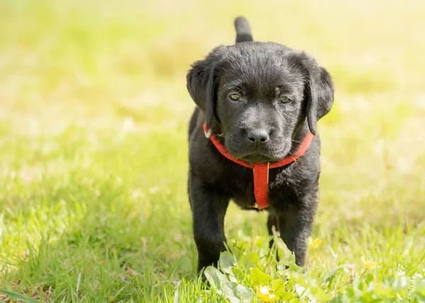 Porträtt Hund Månad Gammal Labrador Retriever Valp Svart Labrador Grönt — Stockfoto