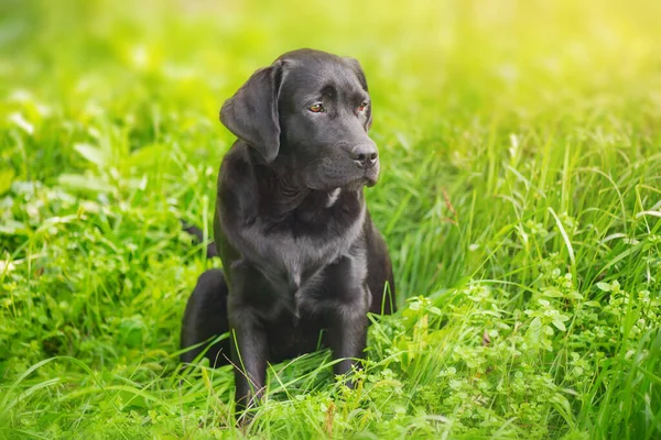 Porträtt Svart Fullblod Hund Labrador Retriever Valp Sitter Gräset — Stockfoto