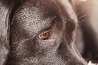 Labrador av köpeği. Köpek gözleri ve namlunun bir kısmı yakın çekim makrosu..