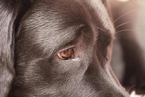 Labrador Hämtar Ung Hund Hundögon Och Del Nosen Närbild Makro — Stockfoto