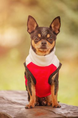 Yürüyüşe çıkmış evcil bir köpek. Bir chihuahua köpeği doğanın arka planına karşı bir bankta oturur..