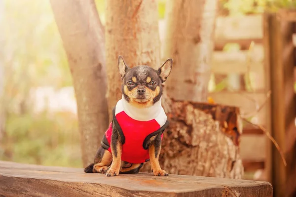 Hond Aan Het Uitlaten Een Chihuahua Hond Een Zwart Wit — Stockfoto