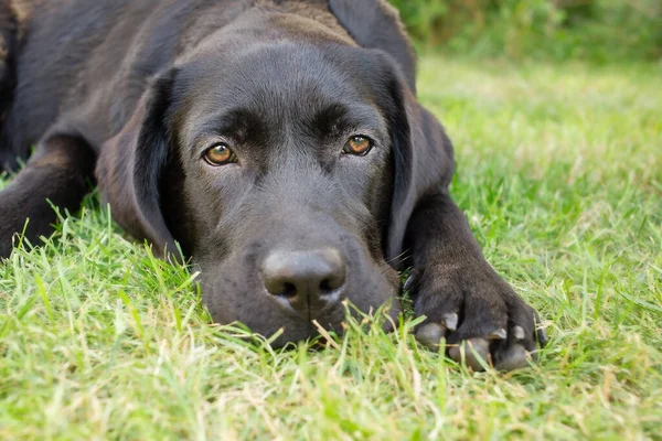 Labrador Retriever Ligger Grön Gräsmatta Svart Hund Vilar Gräset — Stockfoto