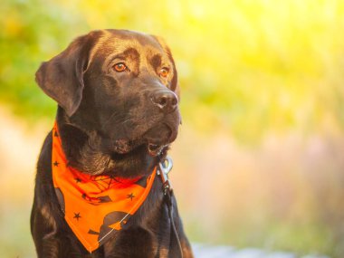 Doğanın arka planında bir köpek yavrusu. Turuncu bir Cadılar Bayramı bandanasında siyah bir Labrador av köpeği..