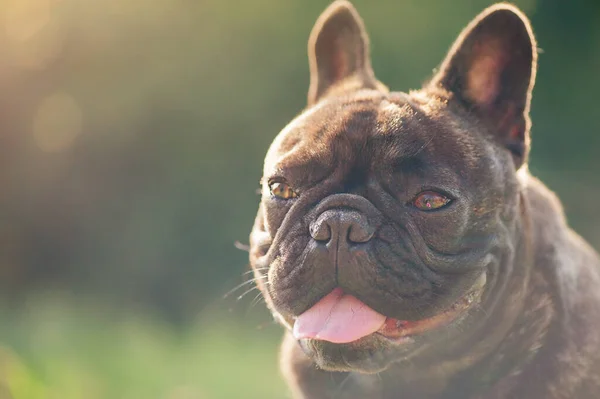 Portret Van Een Hond Franse Bulldog Zwarte Brindle Rechtenvrije Stockfoto's