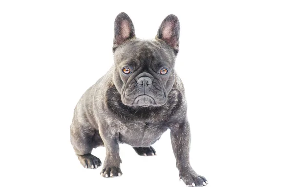 Portretul Unui Câine Stătător Franceză Bulldog Rasă Câine Negru Culoare — Fotografie, imagine de stoc