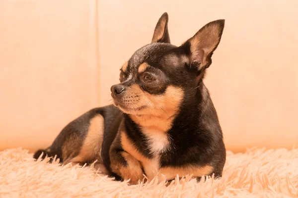 Porträt Eines Erwachsenen Hundes Chihuahua Ruht Hause Auf Einem Beigen — Stockfoto