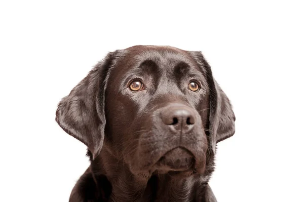 Portretul Unui Câine Tânăr Labrador Retriever Cățeluș Negru Izolat Alb Fotografie de stoc