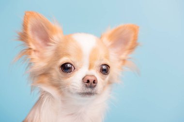 Chihuahua cinsinin köpeği uzun saçlı, beyaz ve kırmızı renklidir. Mavi arka planda Chihuahua.