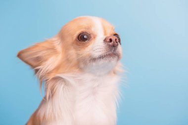 Chihuahua cinsinin köpeği uzun saçlı, beyaz ve kırmızı renklidir. Mavi arka planda Chihuahua.