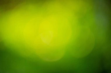 Defocus açık yeşil ve güneş ışığı. Yeşil odaklanmamış arkaplan.