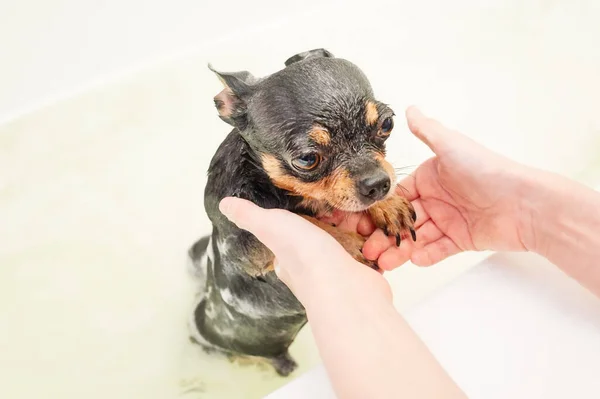 Wet and clean pet dog. A tricolor chihuahua dog is bathing in the bathroom.