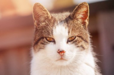 Hayvan, arka planda bulanık bir kedi. Gri ve beyaz şirin bir kedinin portresi.