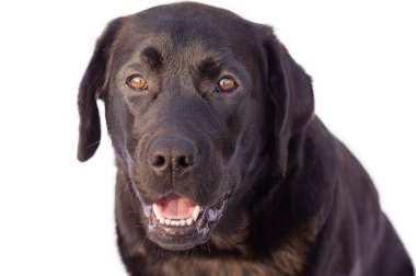 Animal, pet. Labrador retriever isolate. The dog is black on a white background.