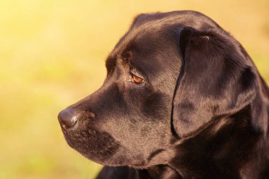 Beautiful young labrador dog. Profile of a labrador retriever dog on a green background.