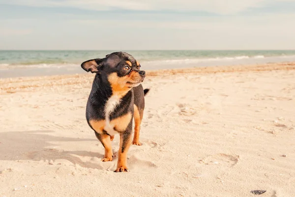 Portrait of a mini dog on vacation. Chihuahua tricolor dog on the background of the sea.