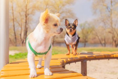 Dogs in clothes are standing on a bench. Focus on white chihuahua puppy, black dog defocused.