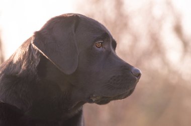 Profile of young dog in focus against sky and blurred trees background. Black labrador retriever.