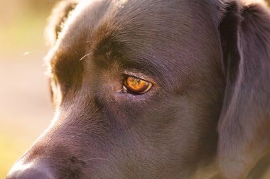 Labrador retriever muzzle close-up. Dog's eyes. Puppy in the sunshine.
