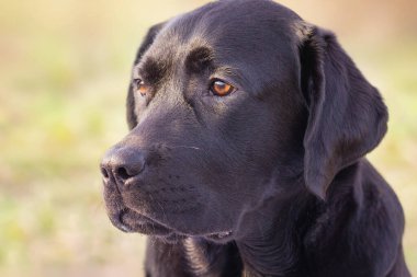 Young labrador retriever on the background of nature. Portrait of a black dog.