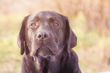 Labrador retriever on blurred nature background. Portrait of a young dog.