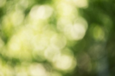 Defocus light water drops on leaves. Blurred focus background, natural green bokeh.