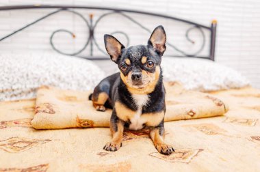 A dog of a small breed rests at home. A chihuahua tricolor dog is lying in bed in the bedroom.