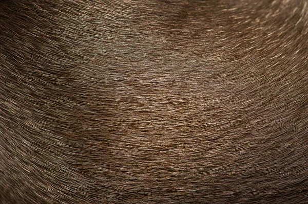 Fur of a pet short-haired chihuahua dog as a background. Macro photo of the fur of a black dog.