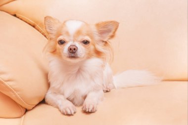 Adult beautiful mini white spotted dog. Chihuahua lies on a beige sofa. Pet, animal.
