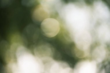 Defocused light water drops on trees as bokeh. Defocused abstract green background.