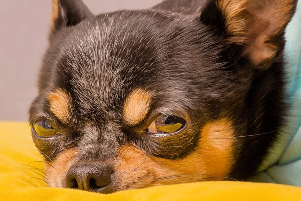 Small breed dog macro photo. A chihuahua on a yellow pillow and in a blue hoodie. An animal, a pet.