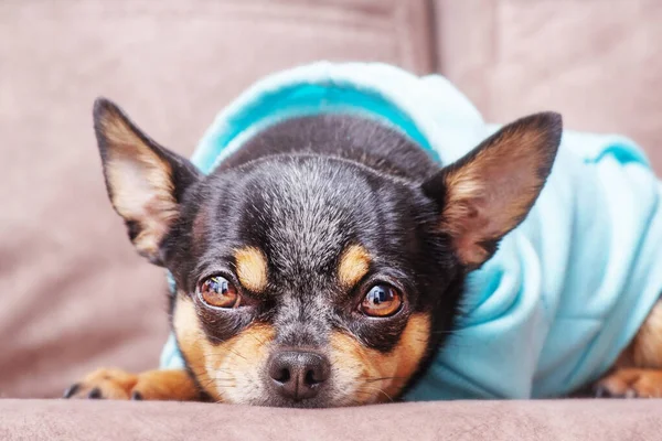 A dog of a small breed lies on the sofa. Chihuahua tricolor in a blue hoodie.