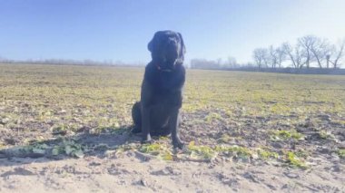 A young black dog sits in the field. Portrait of a Labrador retriever.