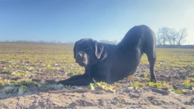 Doğanın arka planında kara köpek. Labrador Retriever cinsinin bir köpeği tarlada selamlıyor..