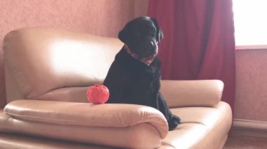 Labrador retriever with a toy in which there are treats for animals. A black dog on the sofa.