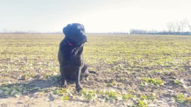 A young black dog sits in the field. Portrait of a Labrador retriever.